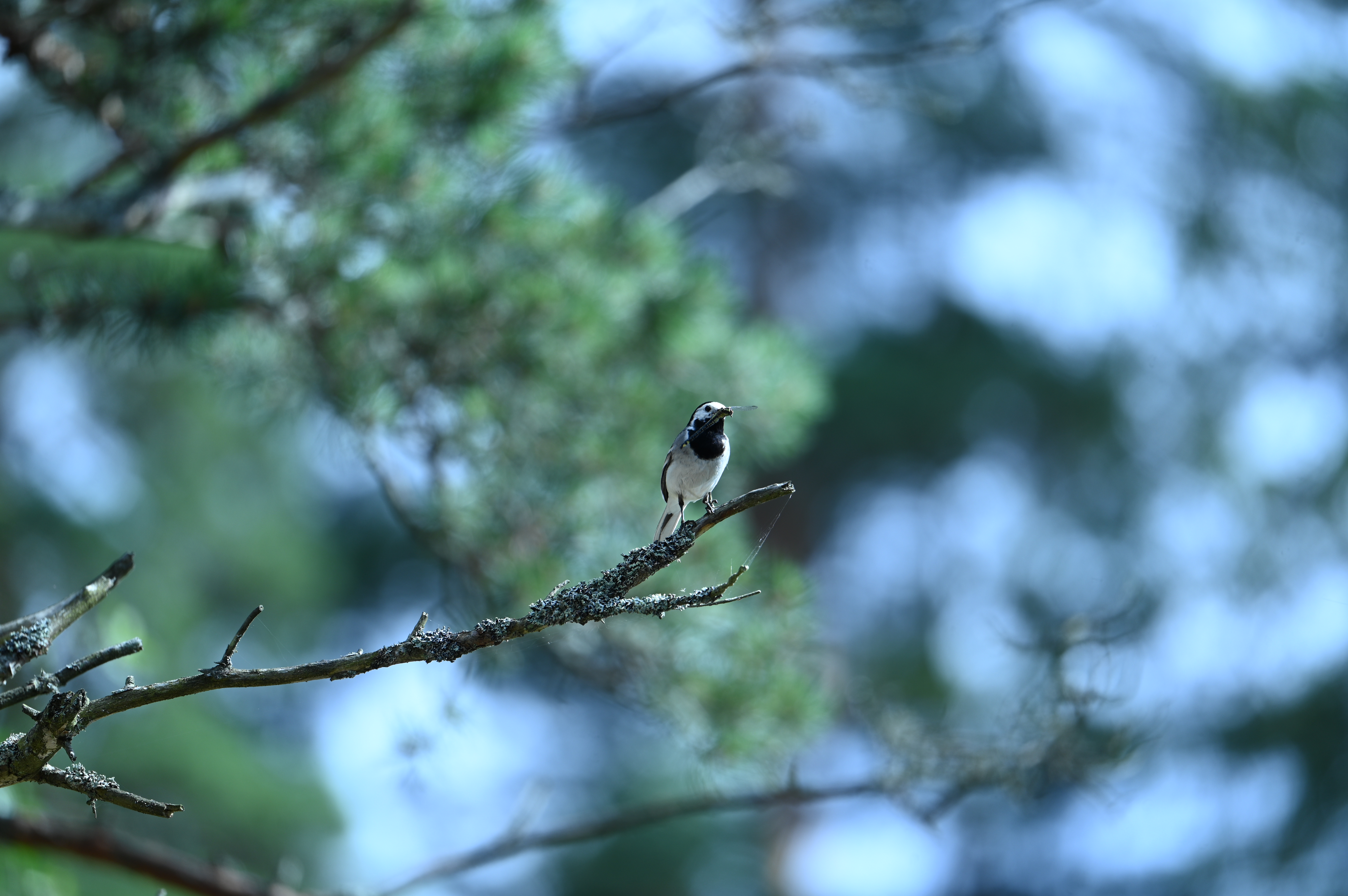 2025/07/09-14 - trip/DSC_0453.JPG